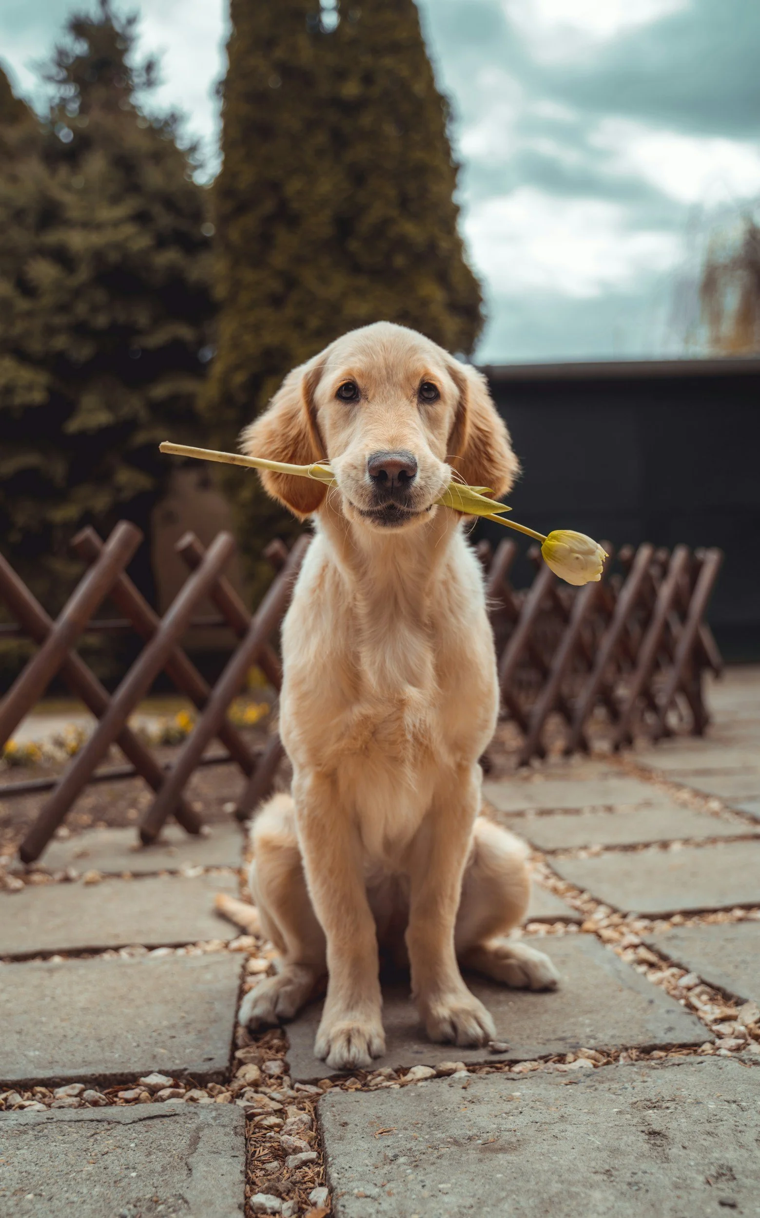 How Therapy Can Help With Pet Loss